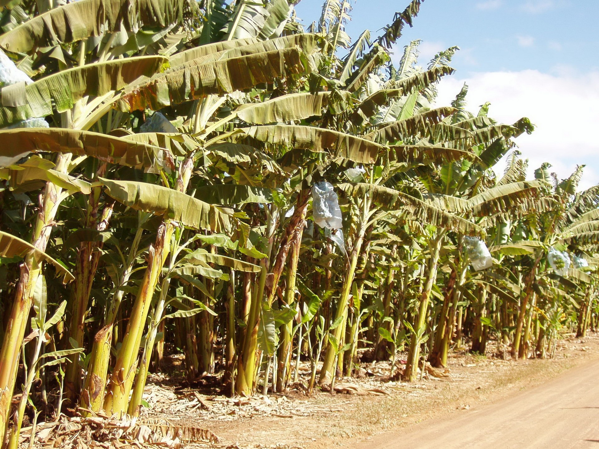 banánovníky s chránenými plodmi v obale