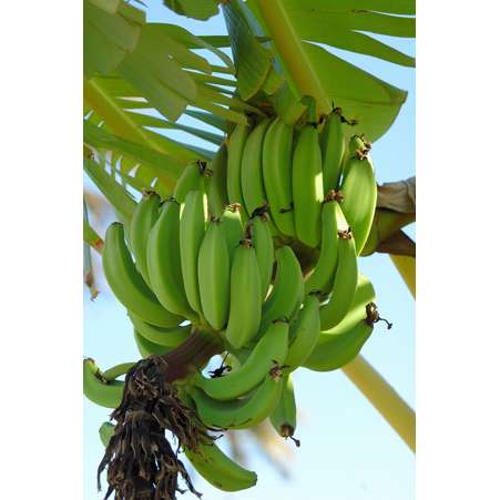 Banány Musa Sikkimensis