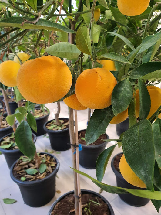 Pomarančovník citrus sinensis