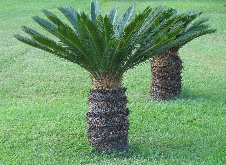 Cycas Revoluta v prírode