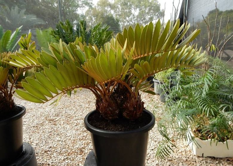 Zamia Furfuracea