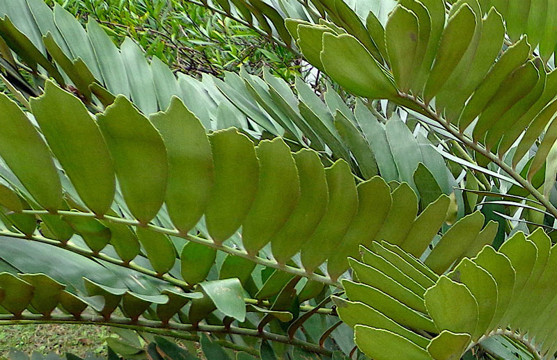 Listy zamia furfuracea