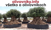 Podrobné informácie o pestovaní olivovníkov