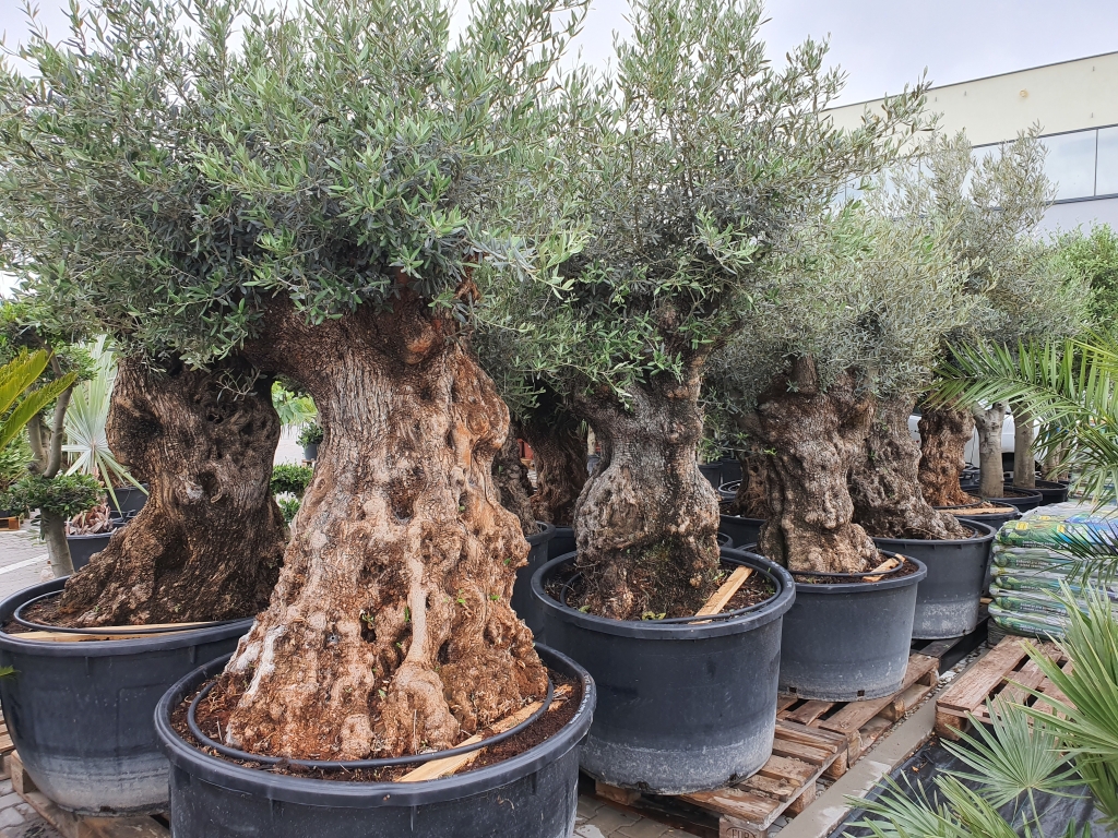 Olivovníky Bonsai