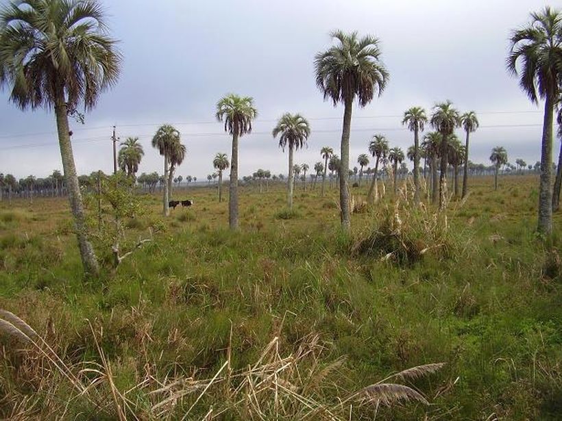 Butia Capitata Uruguaj