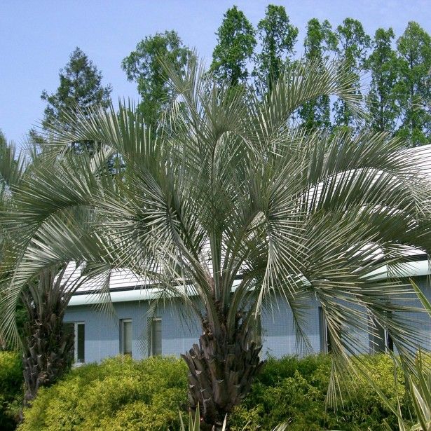 Butia Capitata