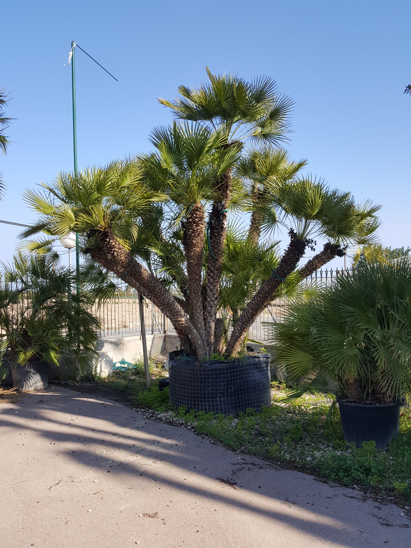 Chamaerops Humilis 1