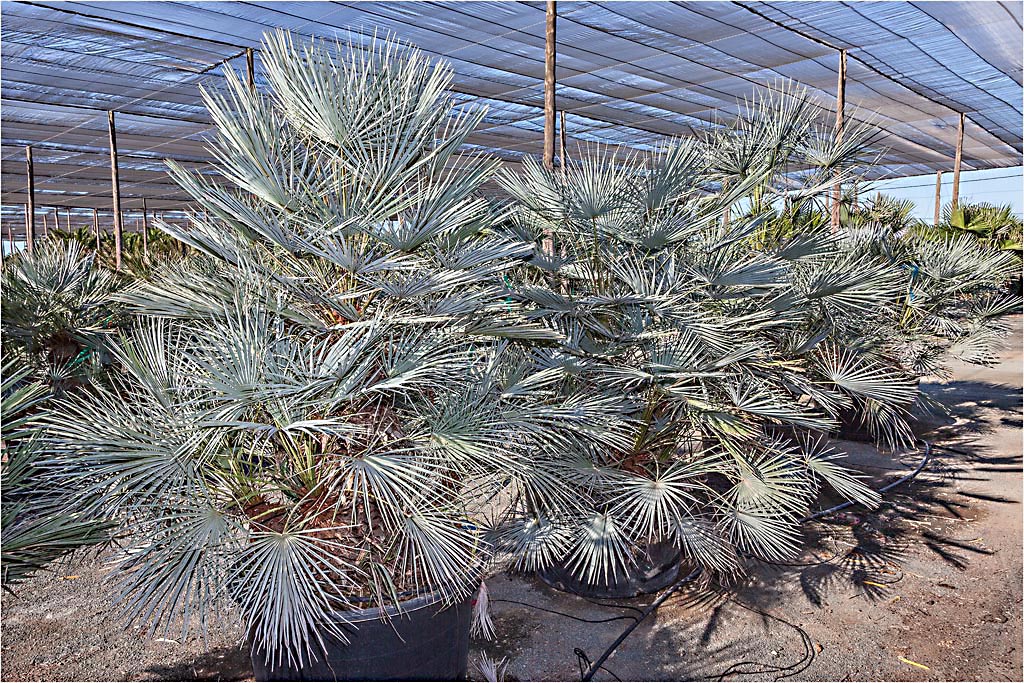 Chamaerops Humilis Cerifera 1