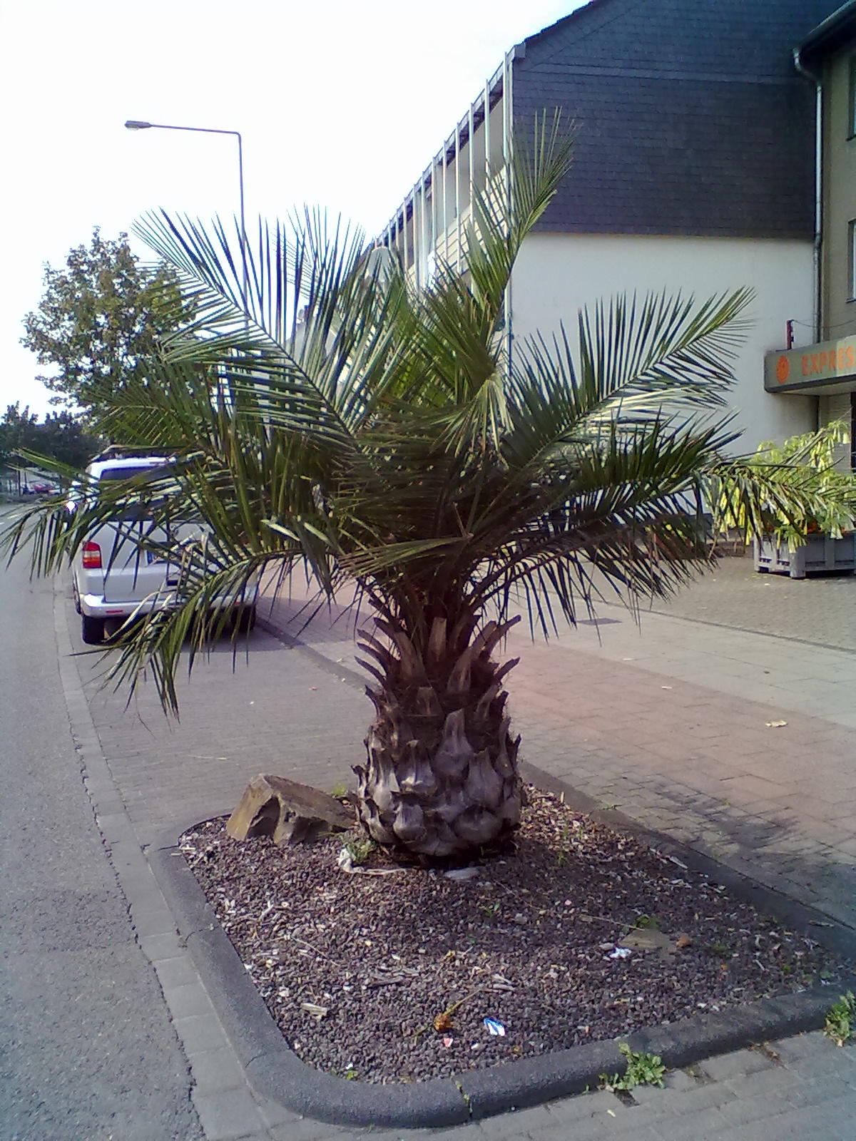 Jubaea Chilensis v meste Leverkusen.