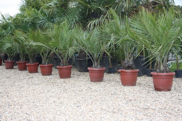 12 ročné palmy Jubaea Chilensis