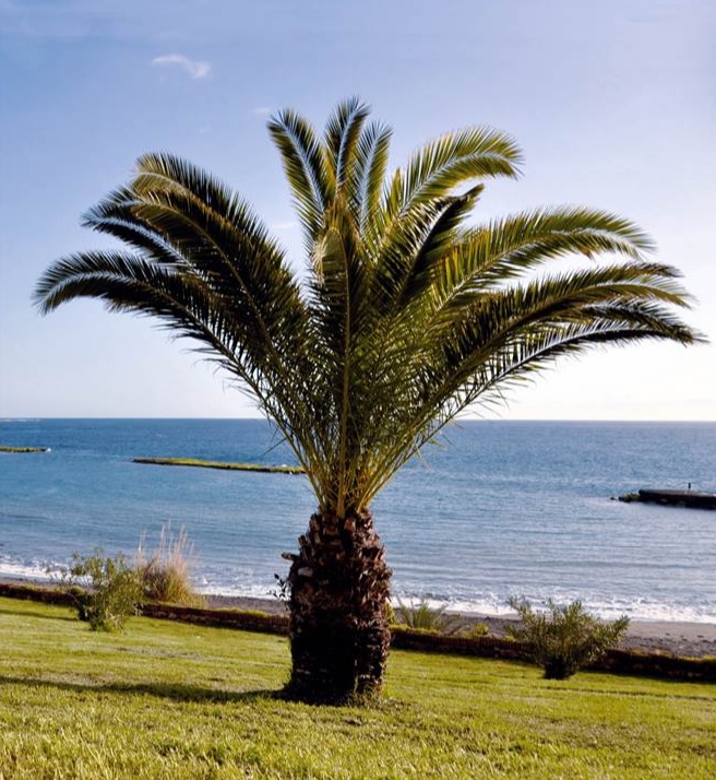 Phoenix canariensis