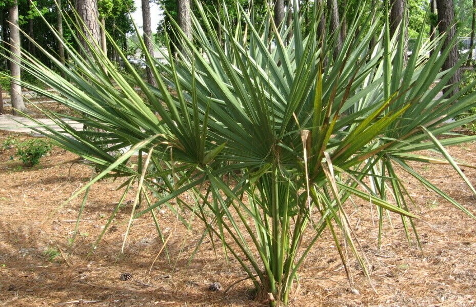 Sabal X Texensis