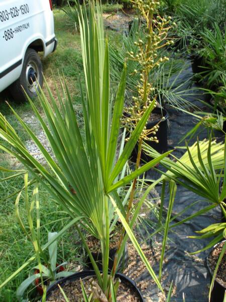 Plody palmy Sabal x Texensis