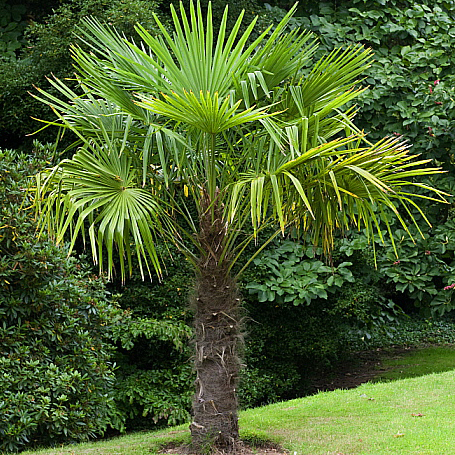 Trachycarpus Fortunei