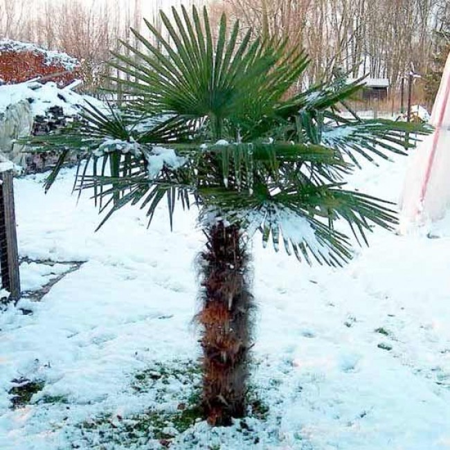 Trachycarpus Fortunei pod snehom