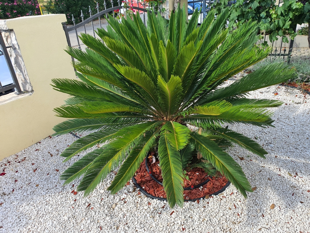 Cycas revoluta po zimovaní v makrolonovom kryte