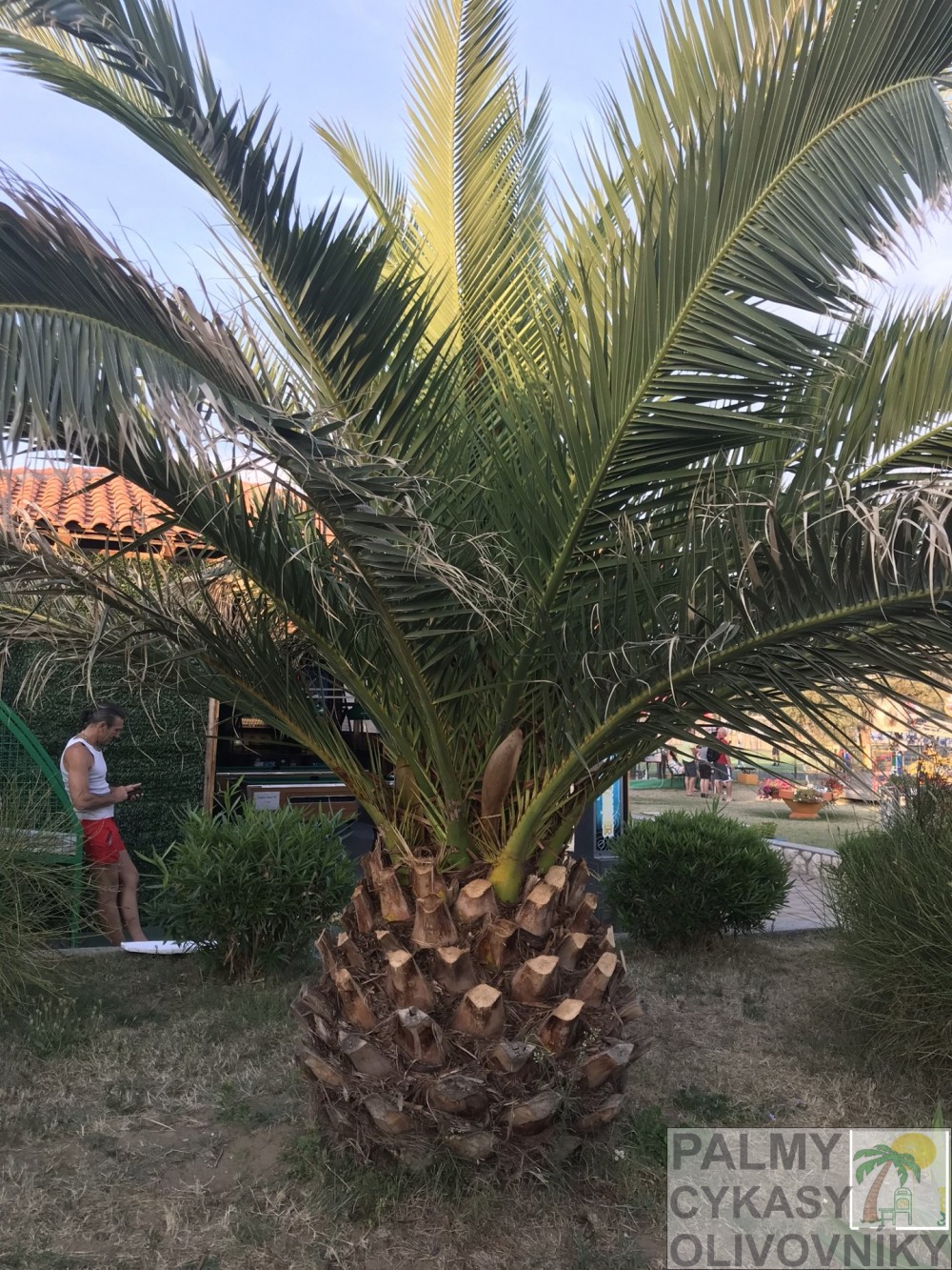 Phoenix canariensis