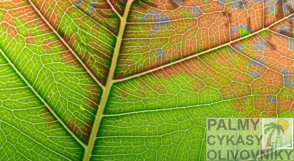 Xylella fastidiosa 1