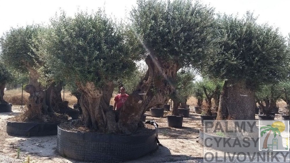 Olea europaea ejemplare