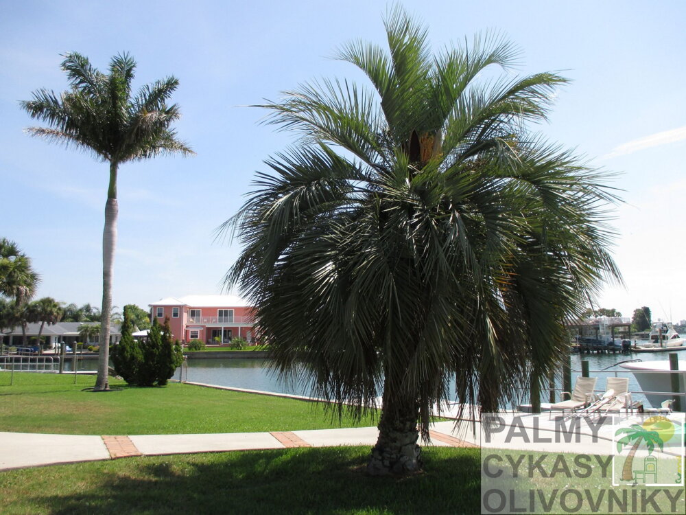 Butia Capitata Florida