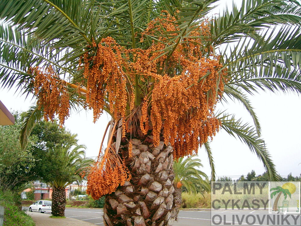 Plody Phoenix Canariensis