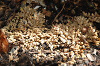 cykas japonský horné korene - koraly