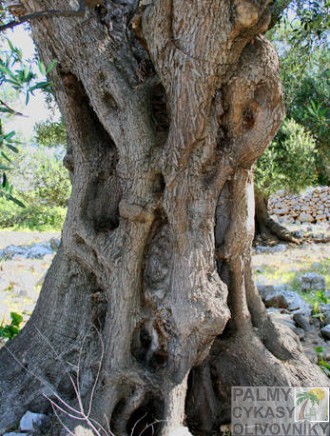 olivovník tvar kmeňa 2