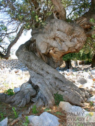 olivovník tvar kmeňa 1