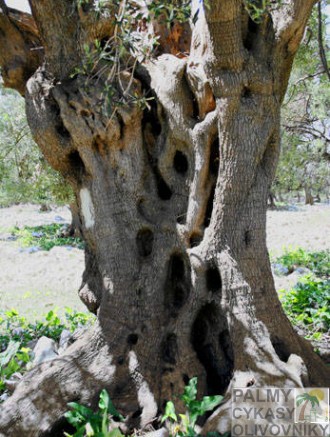 olivovník tvar kmeňa 3