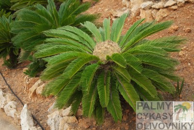 Cycas revoluta