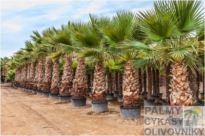 Washingtonia robusta