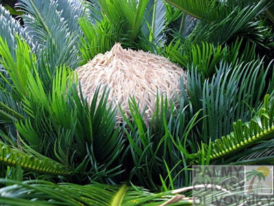 cycas revoluta samica