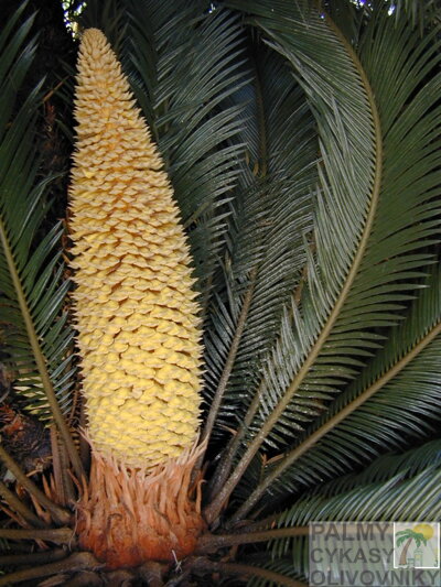 Cycas revoluta samčia šiška