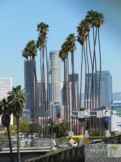 Washingtonia Robusta v Los Angeles.