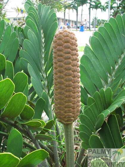 Zamia furfuracea