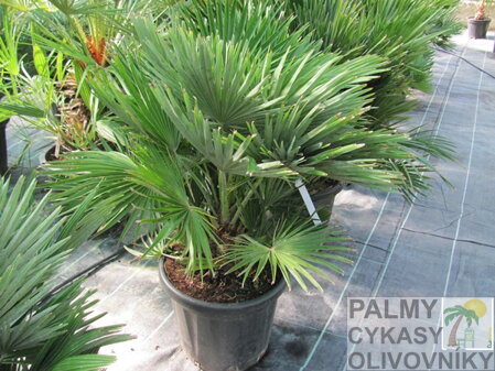 Chamaerops Humilis Vulcano 2