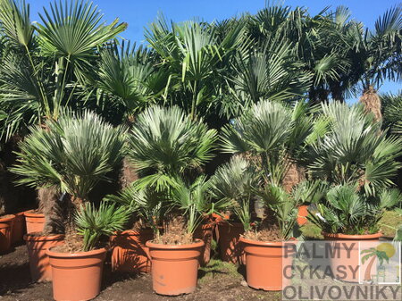 Chamaerops Humilis Vulcano 1