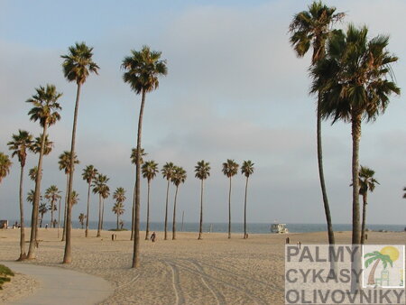 Washingtonia Robusta 