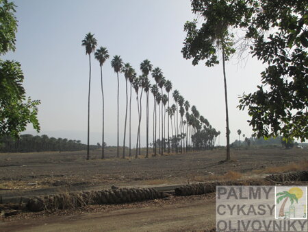 Washingtonia Robusta