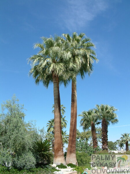 Washingtonia Filifera