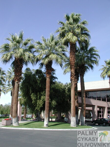 Washingtonia Filifera