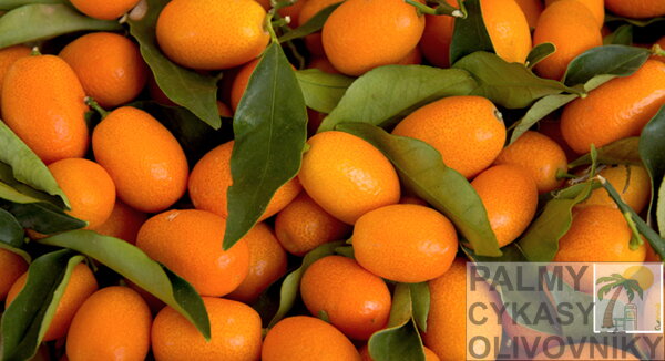 Citrusy kumquat