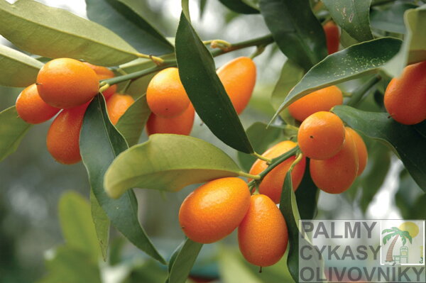 Citrus kumquat