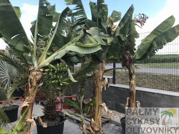 Banánovníky Musa Paradisiaca exotická záhrada Bánovce nad Bebravou