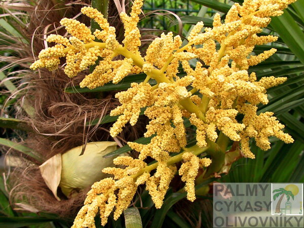 Samčie kvety Trachycarpus Fortunei