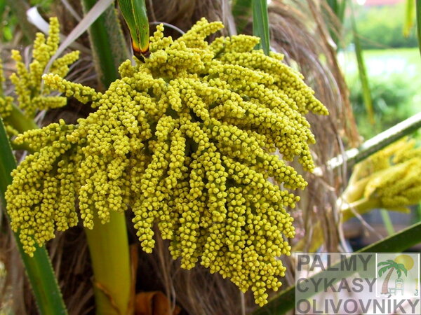 Samičie kvety Trachycarpus Fortunei