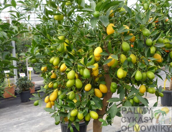 Citrus Limequat
