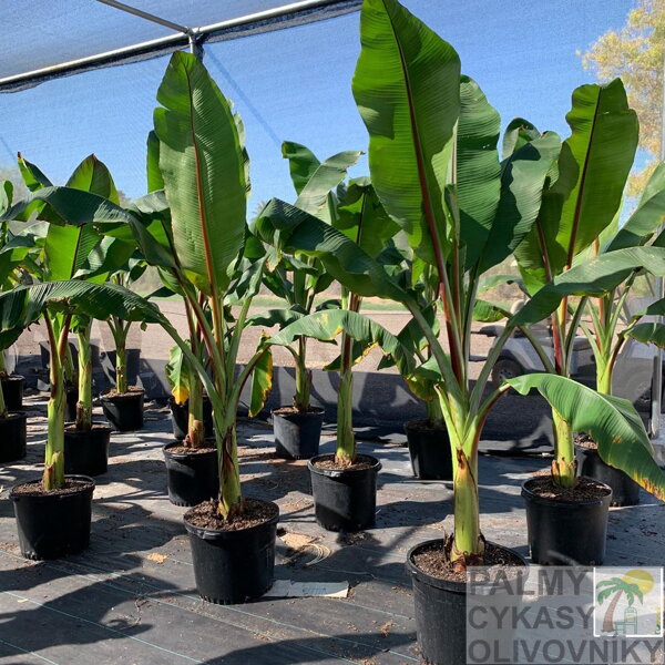 Ensete Ventricosum