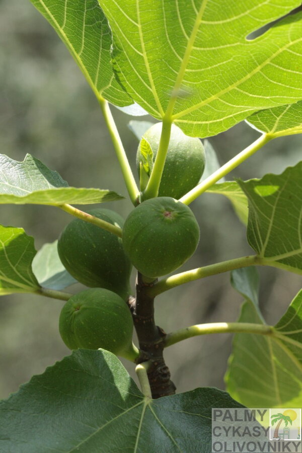 Figovník obyčajný - ficus carica