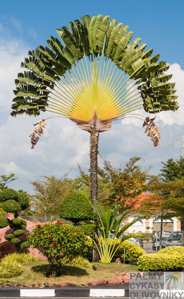 Ravenala Madagascariensis